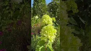 А надо чтобы в каждом слове Бог🙏11.09.2024 #spring #растения #garden #шортс #бог