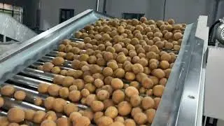 Potato three-level grader #grader