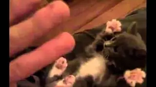 Сюрприз / Surprise