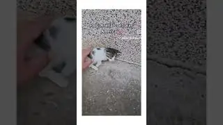 POV: Animal Control in America be like nowadays #shorts #cats #meme