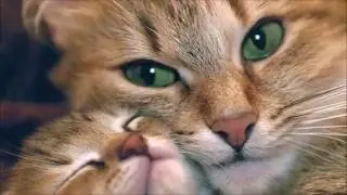 Умирала Кошка, просто, кошка...