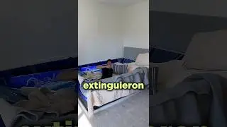 Why Did Waterbeds Go Extinct?