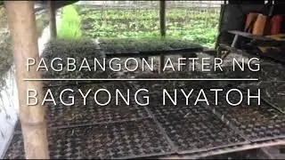 PAGBANGON PAGKATAPOS NG BAGYONG NYATOH //LH Farm
