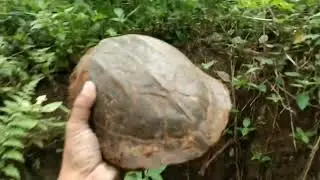 රජ ඉබ්බෝ
