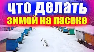 Основные работы с пчелами зимой на пасеке