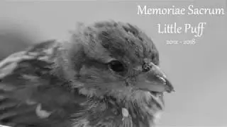 RIP Little Puff