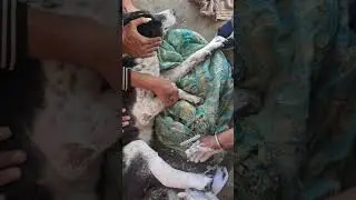 Compound Fracture in dog#fracture#animal treatment