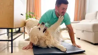 What does a workout look like when you have a Golden Retrievers!