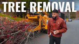 This Tree Removal Job Got SERIOUS...