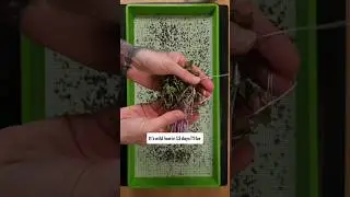 🌱 Easy Kratky Setup for Hydroponic Mammoth Red Rock Cabbage Microgreens | Grow with me!