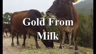 2213 Gold From Milk And How It Applies To Clean Water