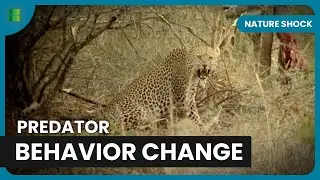Man Eating Lions Terrorize Villages - Nature Shock - Documentary