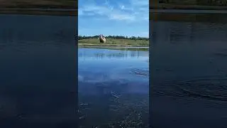 ОКУШОК НА ПОПЛАВОК #окунь #поплавок #perch #fishing #рыбалка #shorts