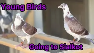 Young Racing Pigeons Babies gOing to Sialkot | Racer Pigeon