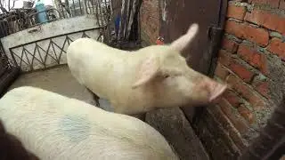 БАТИНЫ ПОРОСЯТА