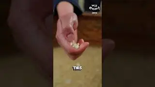 Traditional Tofu Making