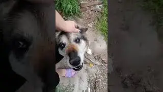 Мой Верный Пёс #shorts