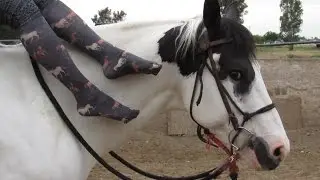 What Horses Are Thinking, Part 2 / GIVEAWAY~!!