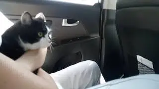 Муся и Бася в машине ЕДИМ НА ПРИВИВКИ