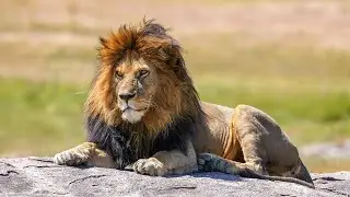 Lion King in Real Life - 4K version