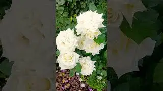 Роза Поларштерн.