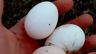 ВЕЧЕРНЯЯ ТРАПЕЗА КУР, СВОБОДНЫЙ ВЫГУЛ ДЛЯ КУР!!!
