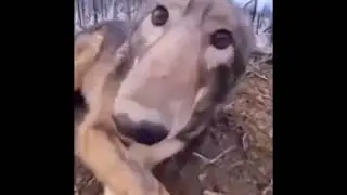 wolf boop but he says 