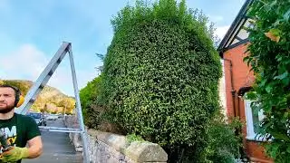 WATCH ME reshape this GIANT Pittosporum bush