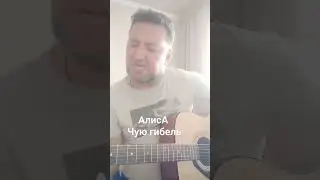 #Алиса