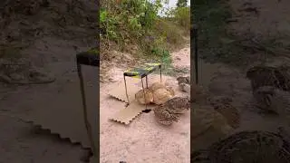 Amazing Bird Trap. #shortvideo #cat #tortoise #pets #cute