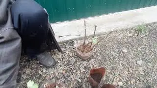 Как развести виноград на даче - 2 этап