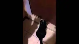 Поющий кот