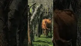 Маленький чеченец из горного села Эрсеной