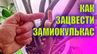 DO THIS AND YOUR ZAMIOCULCAS WILL BLOOM / ZAMIOCULCAS BLOWING / DOLLAR TREE