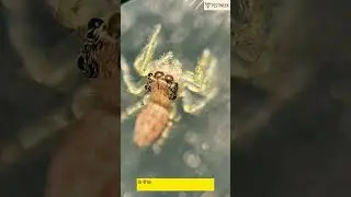 Facts about Jumping Spider #pestweek #pestnews #jumpingspider #knowledgefacts #foryou #shorts