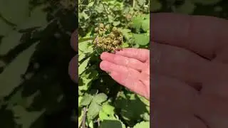 КАК РАСТЕТ ЕЖЕВИКА