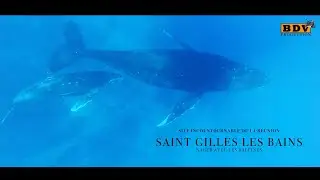 Swim with whales! - Saint Gilles les Bains (Reunion Island)