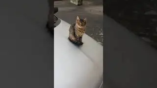 Первый в мире кот умеющий давать пять. Дай пять бро
