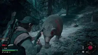 DAYS GONE bears are tough #daysgone