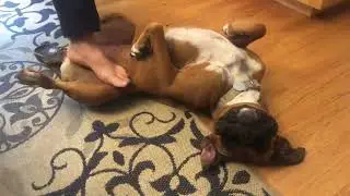 Foot fetish with Higgins the bodacious boxer