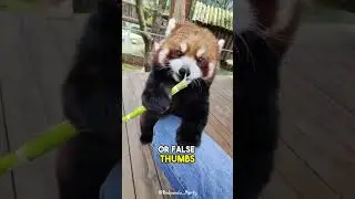 Red Panda | The Crimson Fluffball