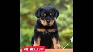 Rottweiler dog ❤️ life journey status 🔥🔥🔥 status