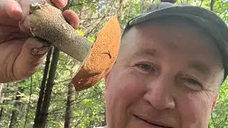 С  за грибами с Ягдтерьером