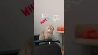 кошке голову отрезать?