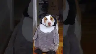 Awkward Dinner Guest 