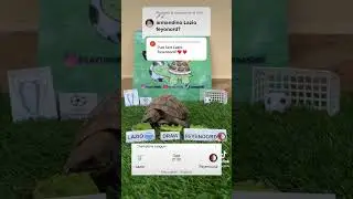 🔵LAZIO VS FEYENOORD🔴 #calcio #turtle #championsleague #champions #lazio #feyenoord #highlights