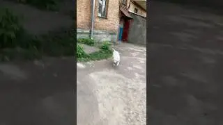 White dog