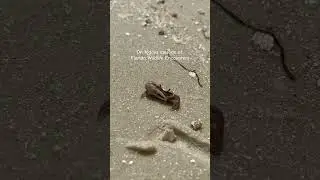 Does anyone know if it’s a boy or girl?? 🦀 