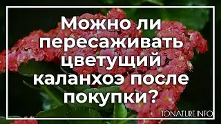 Можно ли пересаживать цветущий каланхоэ после покупки? | toNature.Info