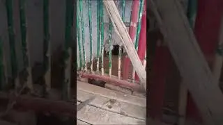 kutkut kutaak kukri